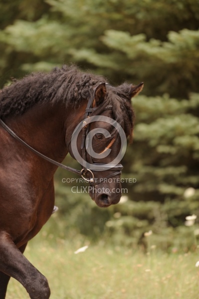 Curly Horse Ridden Dressage