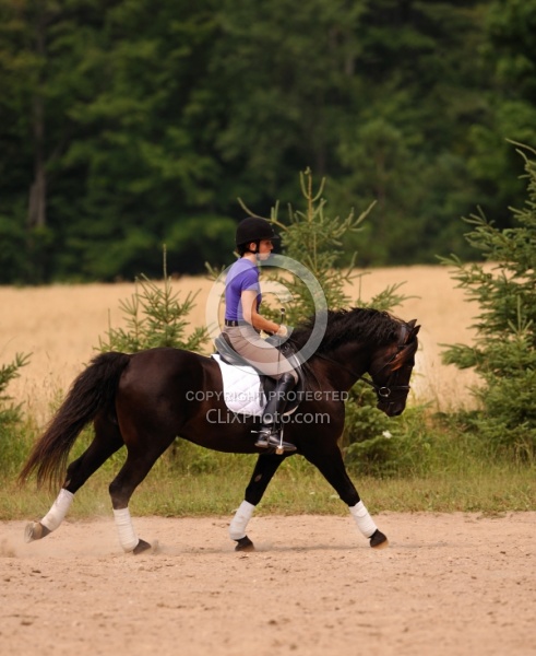 Curly Horse Ridden Dressage