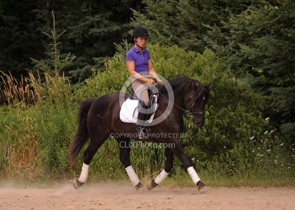 Curly Horse Ridden Dressage