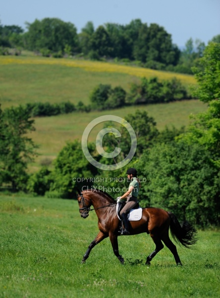 Oldenburg Schooling Dressage Outside of the Arena
