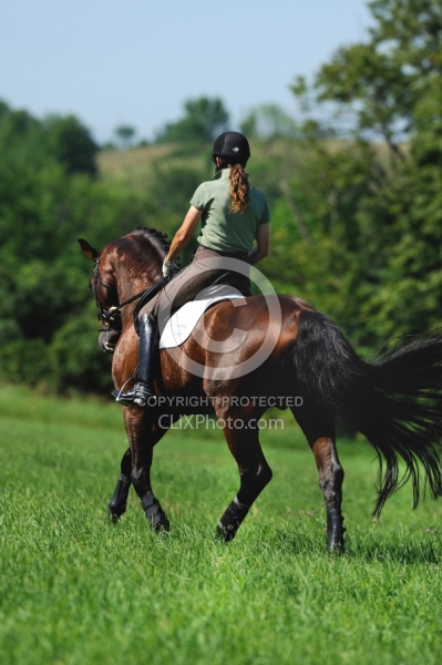 Oldenburg Schooling Dressage Outside of the Arena