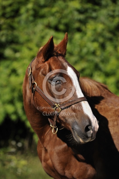 Senior Horse Portrait