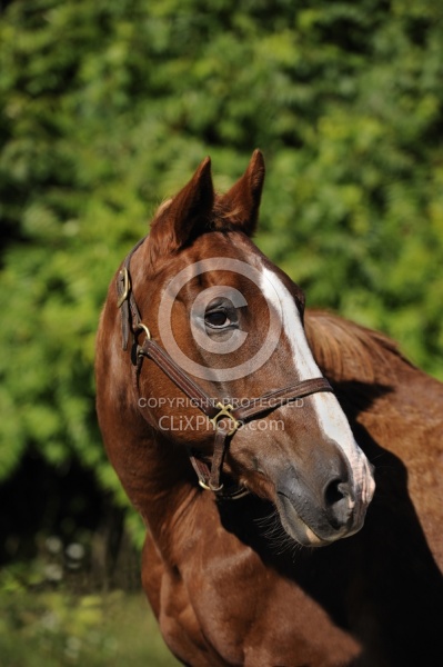 Senior Horse Portrait