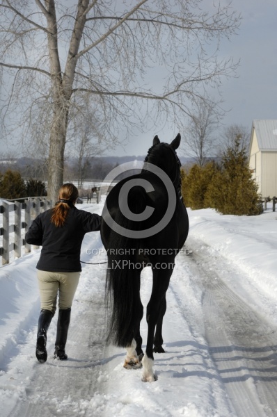 Fallowfield Farms Winter Leading