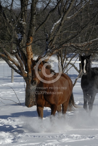 Morgans Free Running in Snow