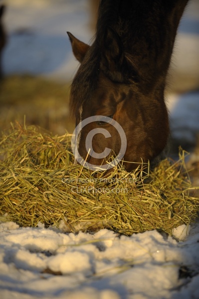 Feeding Hay on Winter