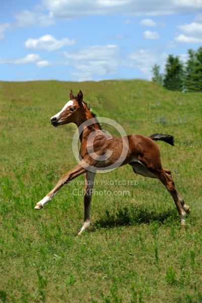 Olenburg Foal