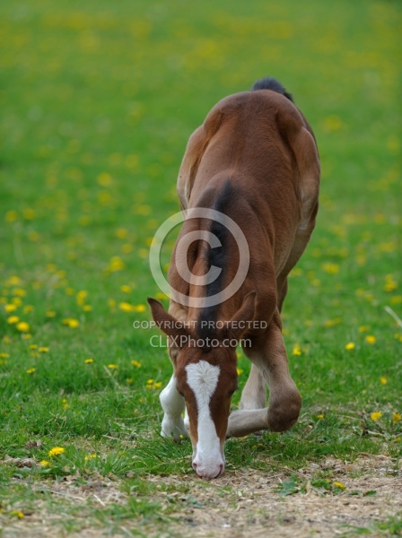  Canadian Sport Horse Foal