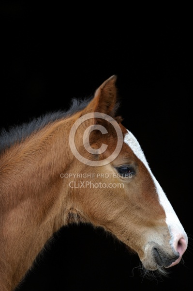  Canadian Sport Horse Foal
