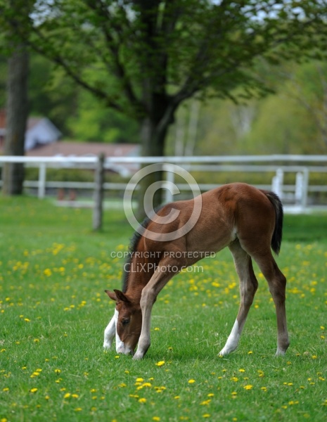 Canadian Sport Horse Foal