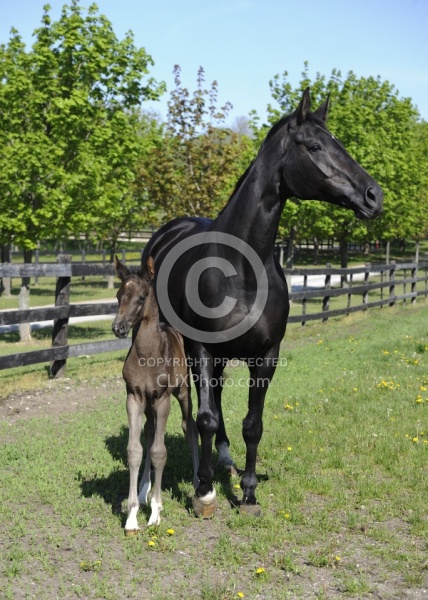 Hannoverian Mare and Foal