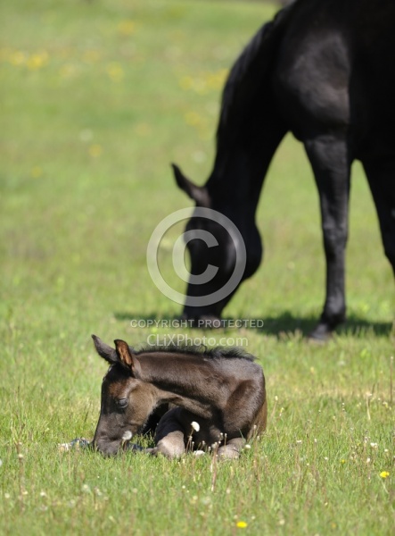Hannoverian Mare and Foal