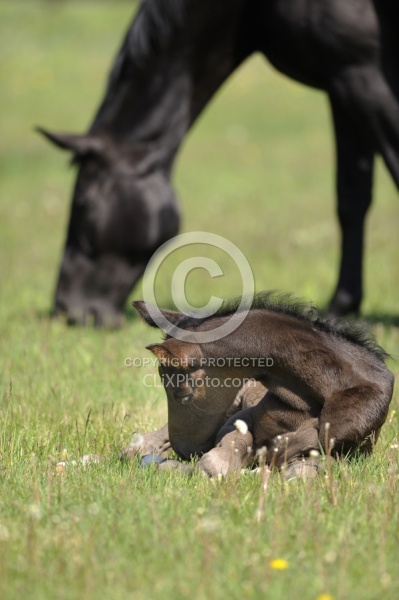 Hannoverian Mare and Foal