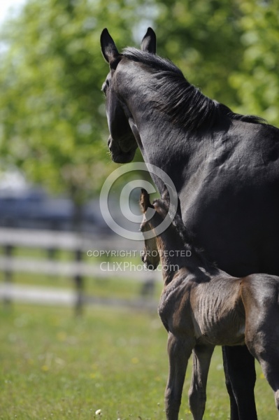 Hannoverian Mare and Foal