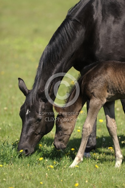 Hannoverian Mare and Foal