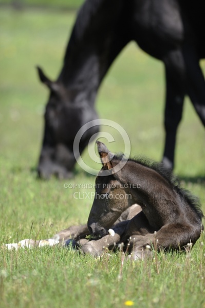 Hanoverian Mare and Foal