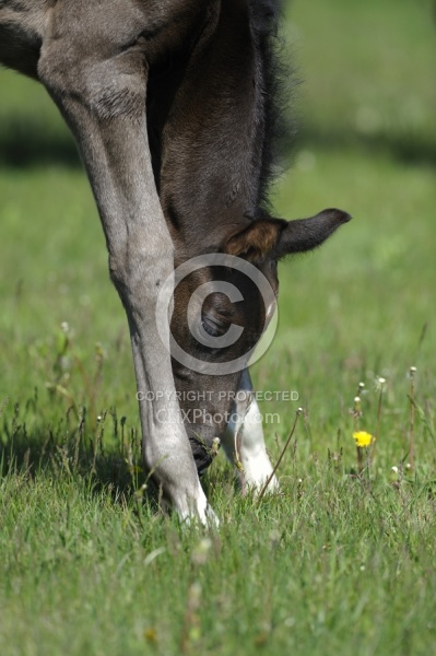 Hanoverian Mare and Foal