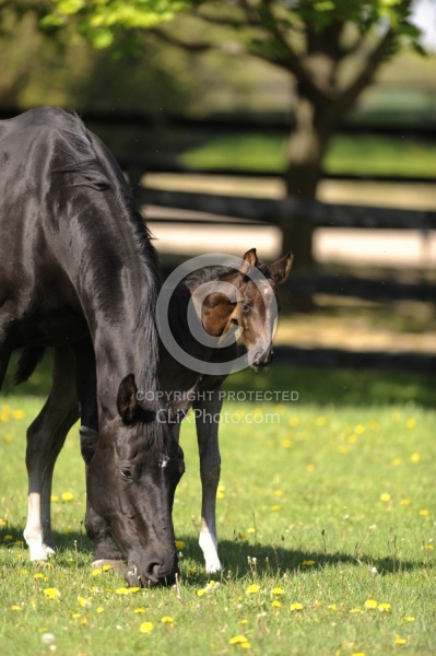 Hanoverian Mare and Foal