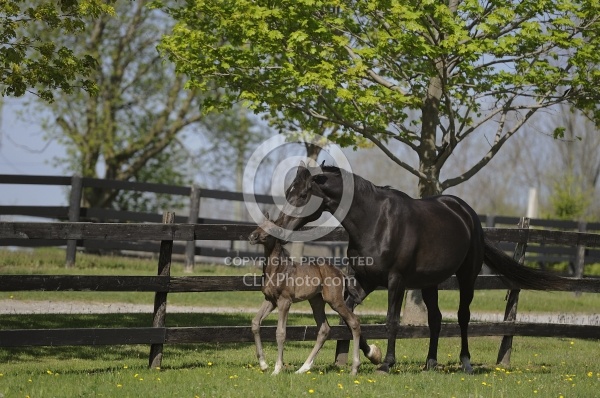  Hanoverian Mare and Foal