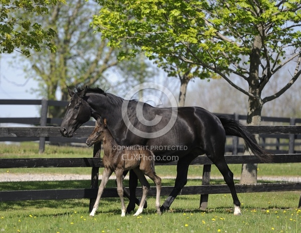  Hanoverian Mare and Foal