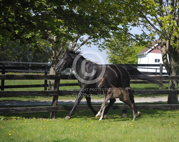 Hanoverian Mare and Foal