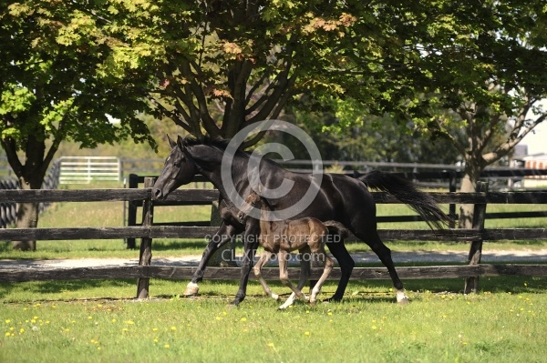 Hanoverian Mare and Foal