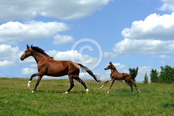 Oldenburg Mare and Foal from Pangaea Farms