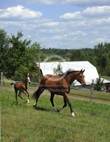 Oldenburg Mare and Foal from Pangaea Farms