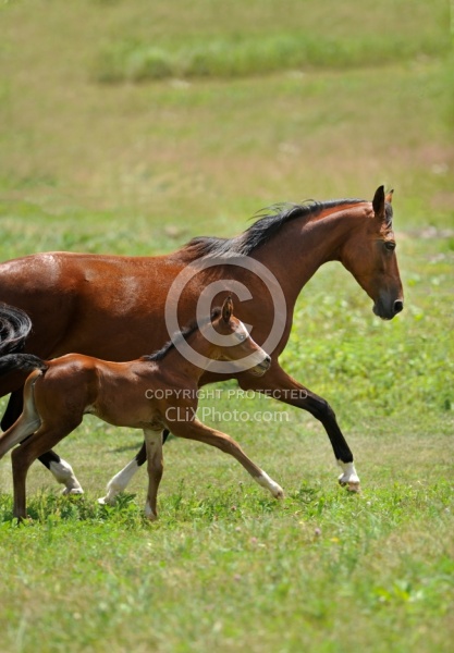Oldenburg Mare and Foal from Pangaea Farms