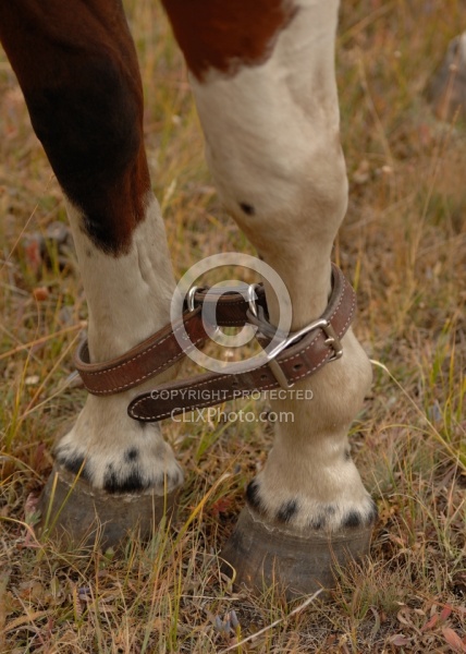 Hobbled Horse at Blue Sky Sage