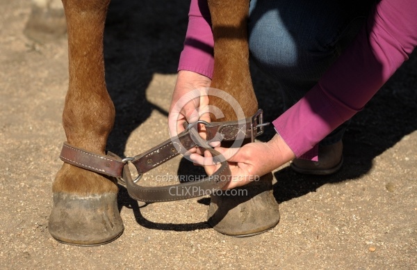 Hobbling a Horse at Blue Sky Sage