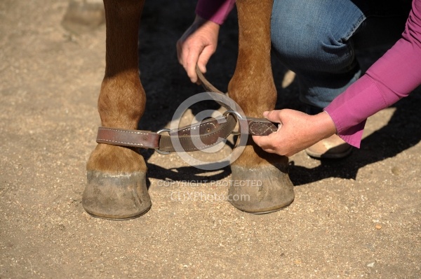 Hobbling a Horse at Blue Sky Sage