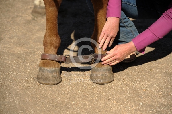 Hobbling a Horse at Blue Sky Sage 
