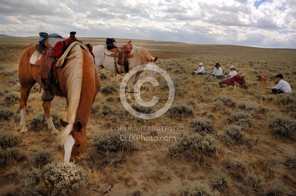 Hobbled Horse at Blue Sky Sage 