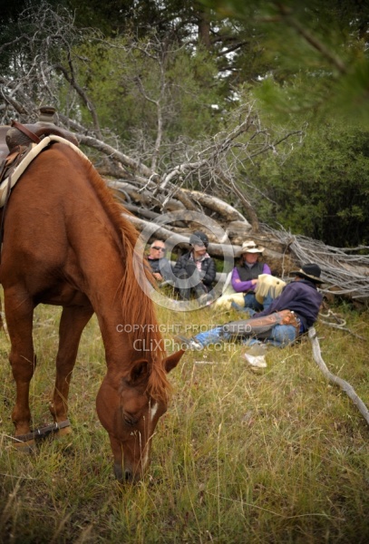 Hobbled Horse at Blue Sky Sage 