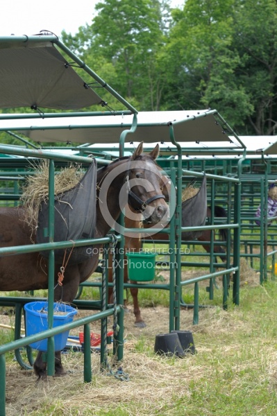 Bailey Boy in his Covered Stall at Pure Country Campgrounds Portable Stalls