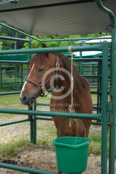 Blaze in his Covered Stall at Pure Country Campgrounds Portable Stalls