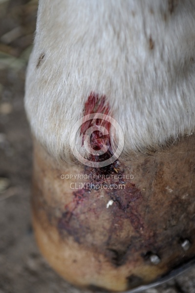 Coronory Band Wound