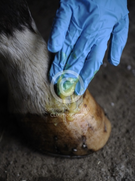 Applying Topical Antibiotic Cream to Wound