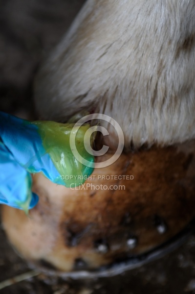 Applying Topical Antibiotic Cream to Wound