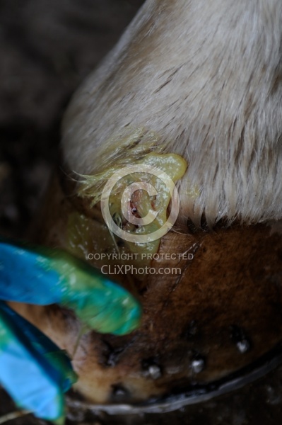 Applying Topical Antibiotic Cream to Wound