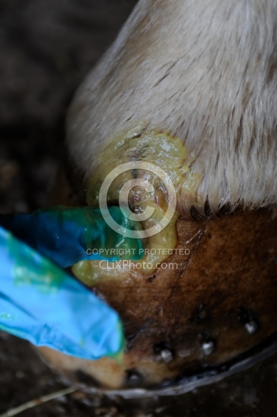 Applying Topical Antibiotic Cream to Wound