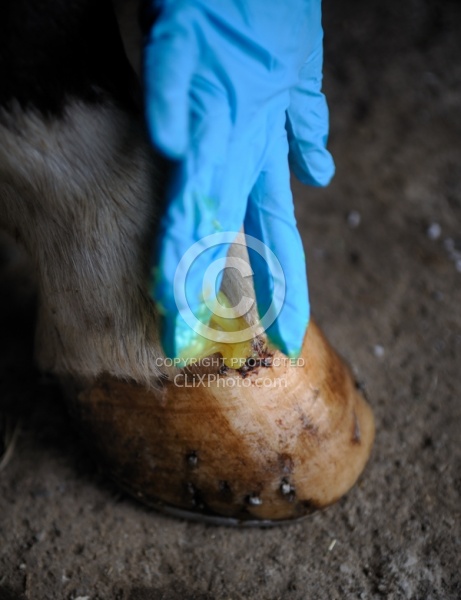 Applying Topical Antibiotic Cream to Wound