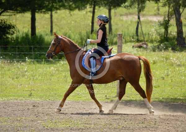 Kids Showing in Schooling Show