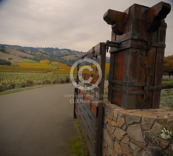 Vineyard in Anderson Valley, CA