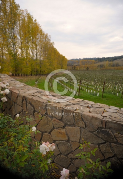 Vineyard in Anderson Valley, CA