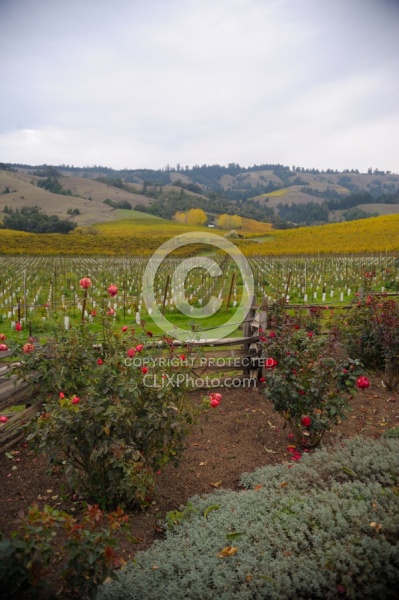 Vineyard in Anderson Valley, CA