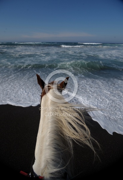 Poncho, Tennessee Walker cross, in the Water at Ricochet Ranch Riding on the beach at Ricochet Ridge Ranch