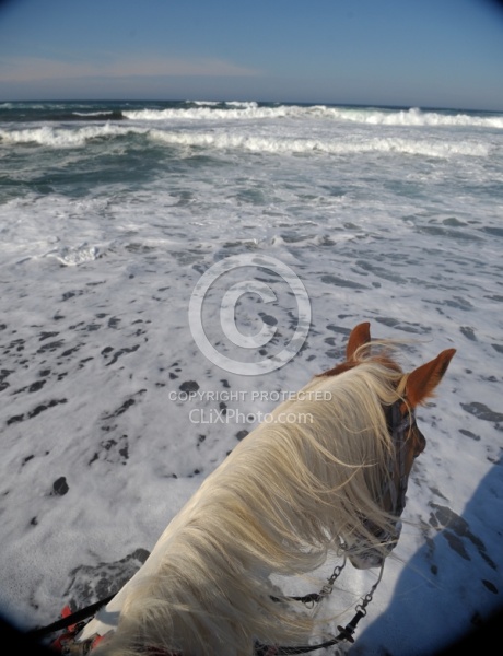 Poncho, Tennessee Walker cross, in the Water at Ricochet Ranch Riding on the beach at Ricochet Ridge Ranch