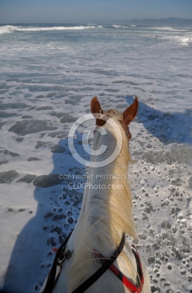Poncho, Tennessee Walker cross, in the Water at Ricochet Ranch Riding on the beach at Ricochet Ridge Ranch